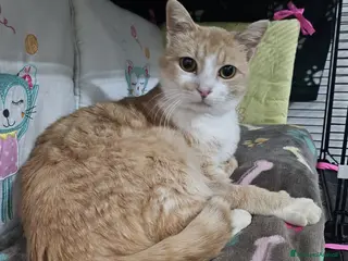 Altre razze gatti GIMMY CERCA CASA ❤️ - Annuncio 2