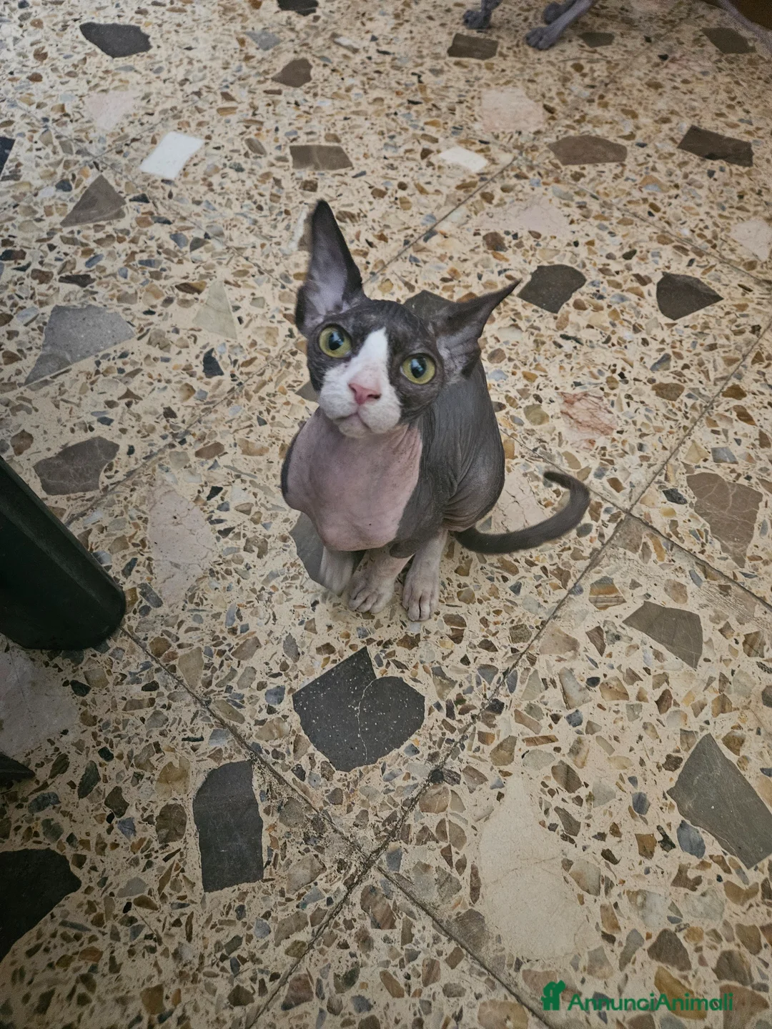 Sphynx gatti in vendita: Vendo cucciola di gattina SPHYNX a Città metropolitana di Reggio Calabria - Annuncio 2