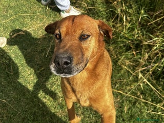 Meticcio cani Frizzante e simpatico Orazio - Annuncio 19