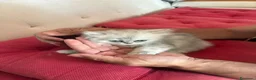 Persiano gatti in vendita: Gattini persiani chinchilla maschi  - Annuncio 10