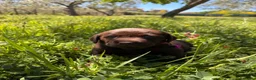 Labrador cani in vendita: Cuccioli Labrador  - Annuncio 7