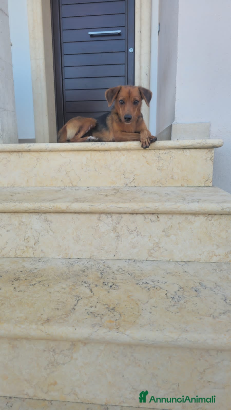 Altre razze cani terry  - Annuncio 38