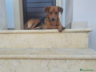 Altre razze cani terry - Annuncio 39