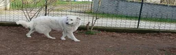 Meticcio cani in regalo: SALLY ATTENDE IL SUO RISCATTO, IN ADOZIONE - Annuncio 4