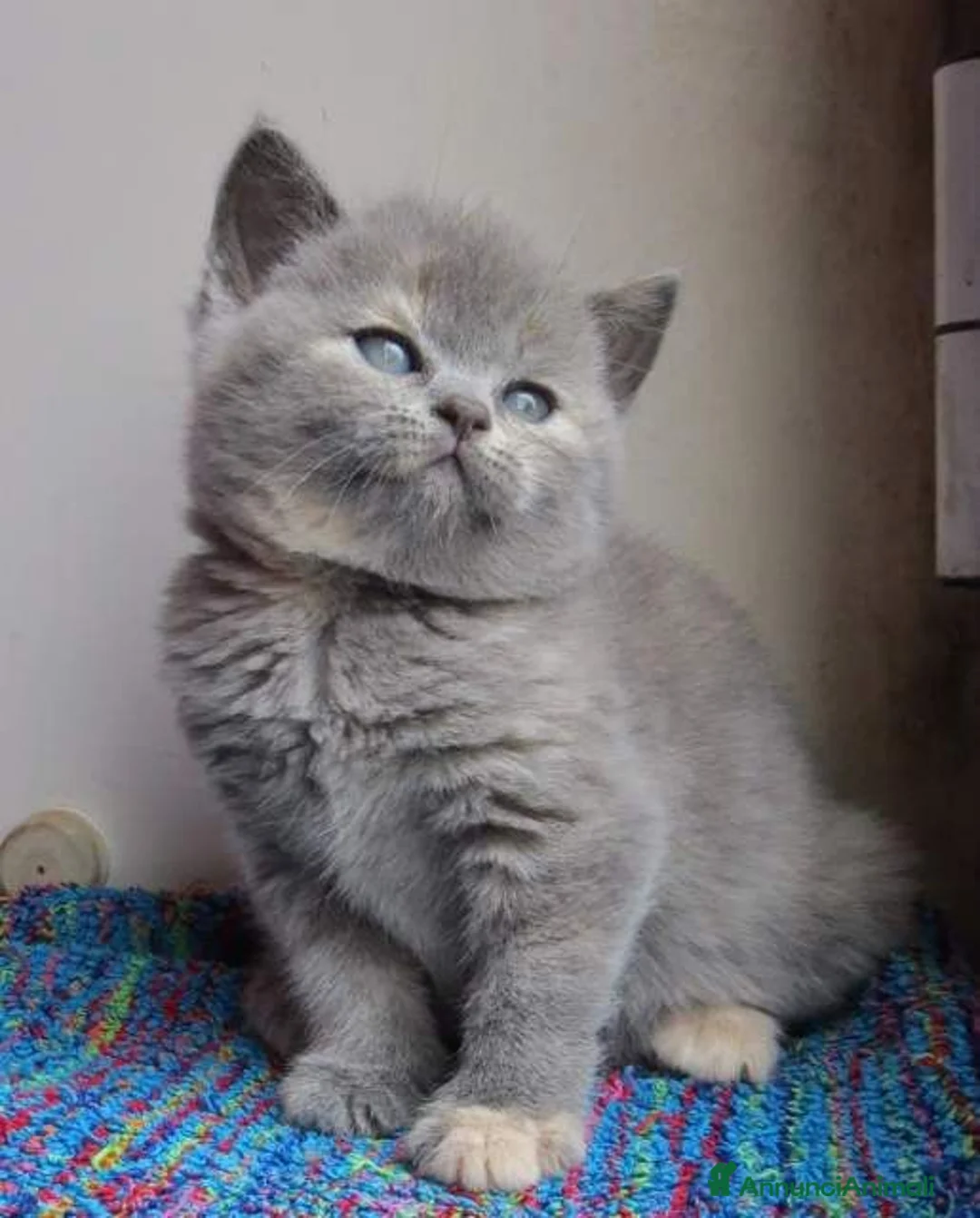 British gatti in vendita: British shorthair cuccioli a Provincia di Como - Annuncio 4