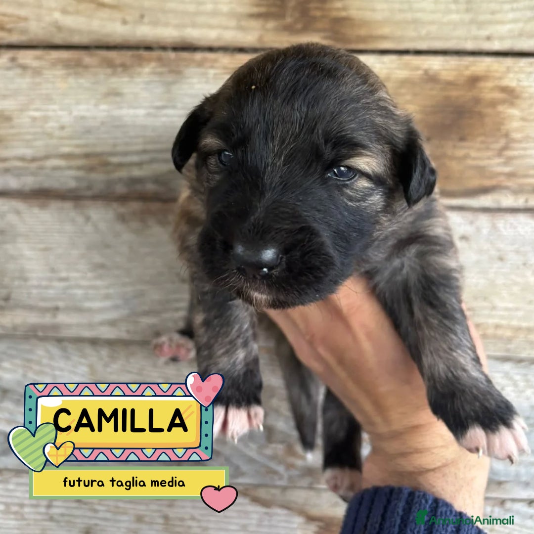 Meticcio cani CAMILLA cucciola futura taglia media in adozione - Annuncio 15