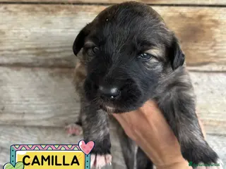 Meticcio cani CAMILLA cucciola futura taglia media in adozione - Annuncio 27
