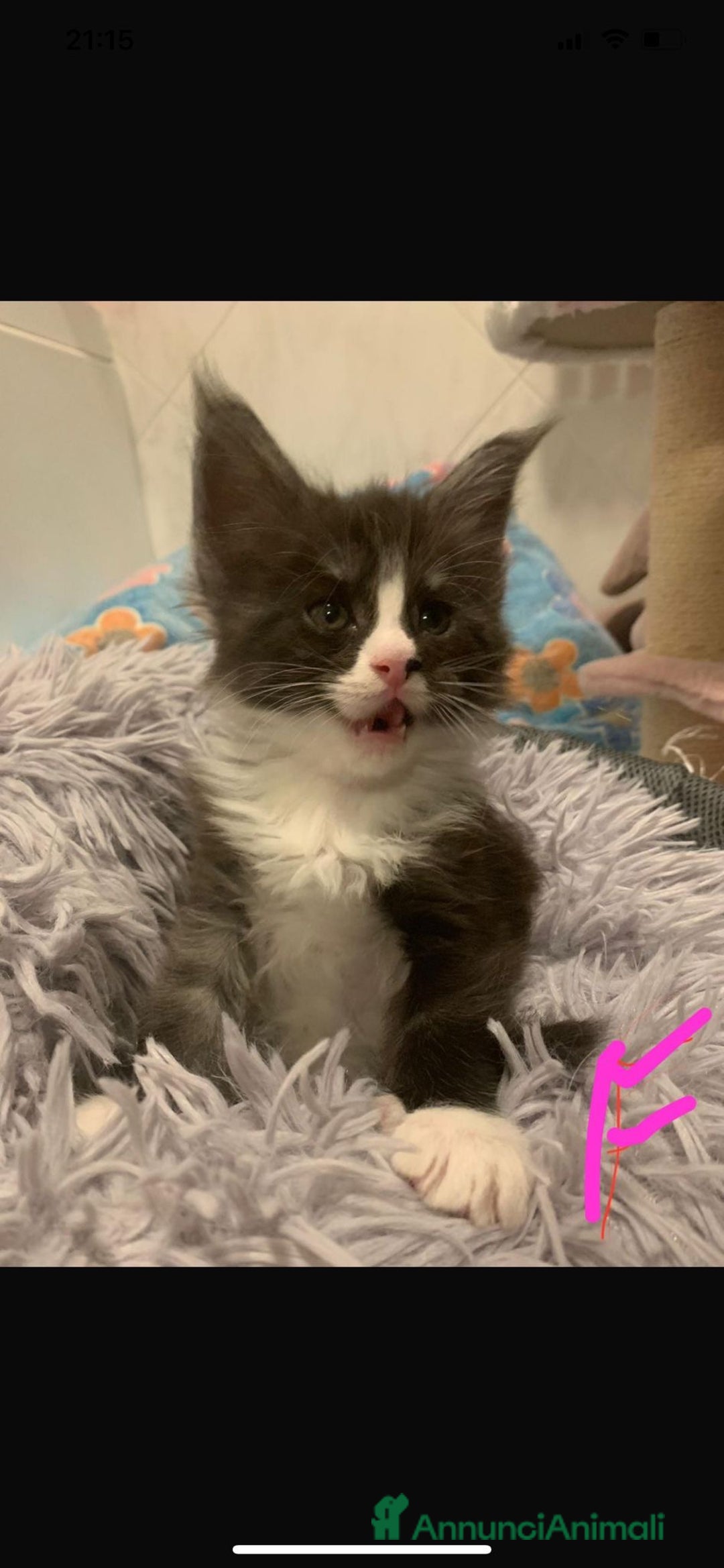 Maine Coon gatti in vendita: Bellisime femine da mama e papa grandisimi - Annuncio 2