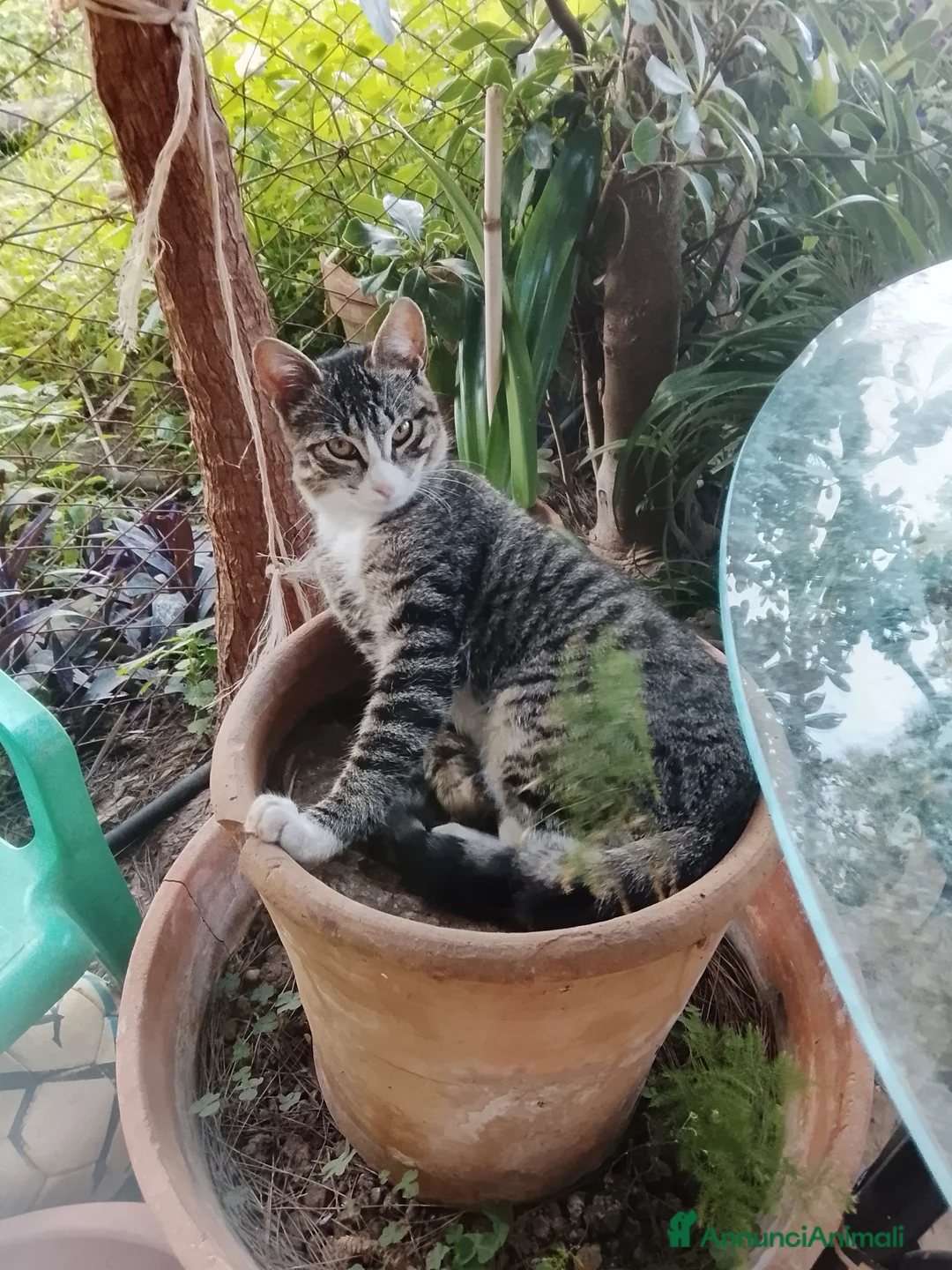 Meticcio gatti in vendita: gattini a Città metropolitana di Palermo - Annuncio 2