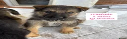 Meticcio cani in regalo: Bellissimi cuccioli in rifugio  a Città Metropolitana di Bologna - Annuncio 6