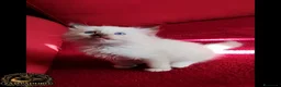 Ragdoll gatti in vendita: Ragdoll cuccioli alta genealogia  - Annuncio 9