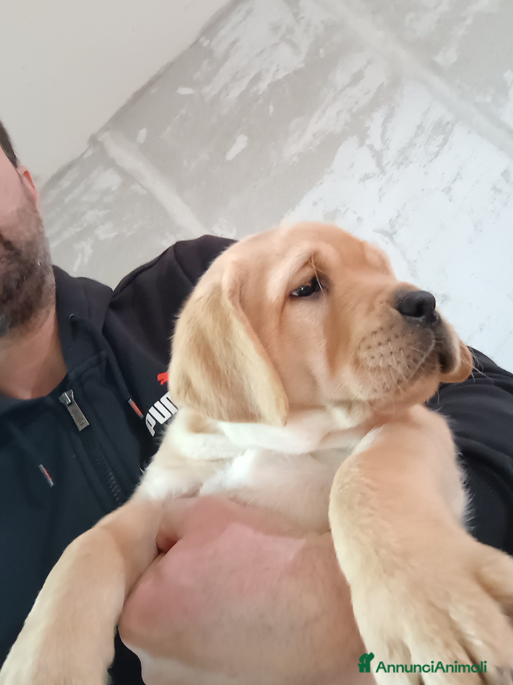 Labrador cani Cuccioli Labrador Retriever gialli con pedigree  - Annuncio 2