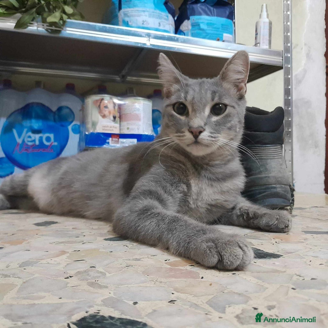 Europeo gatti in regalo: dolce elvis in regalo a Città metropolitana di Catania - Annuncio 1