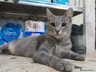 Europeo gatti dolce elvis in regalo a Città metropolitana di Catania - Annuncio 4