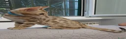 Bengala gatti in vendita: Gatto del Bengala  - Annuncio 5