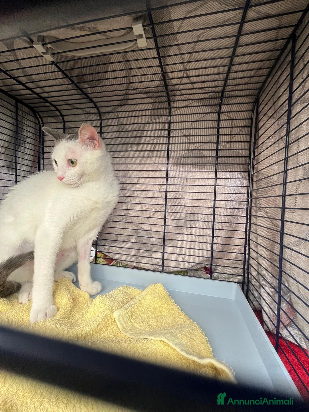 Europeo gatti in regalo: Adozione del cuore per la piccola Eva - Annuncio 1