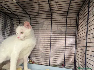 Europeo gatti Adozione del cuore per la piccola Eva - Annuncio 5