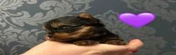 Yorkshire cani in vendita: Cuccioli di Yorkshire Terrier - Annuncio 5