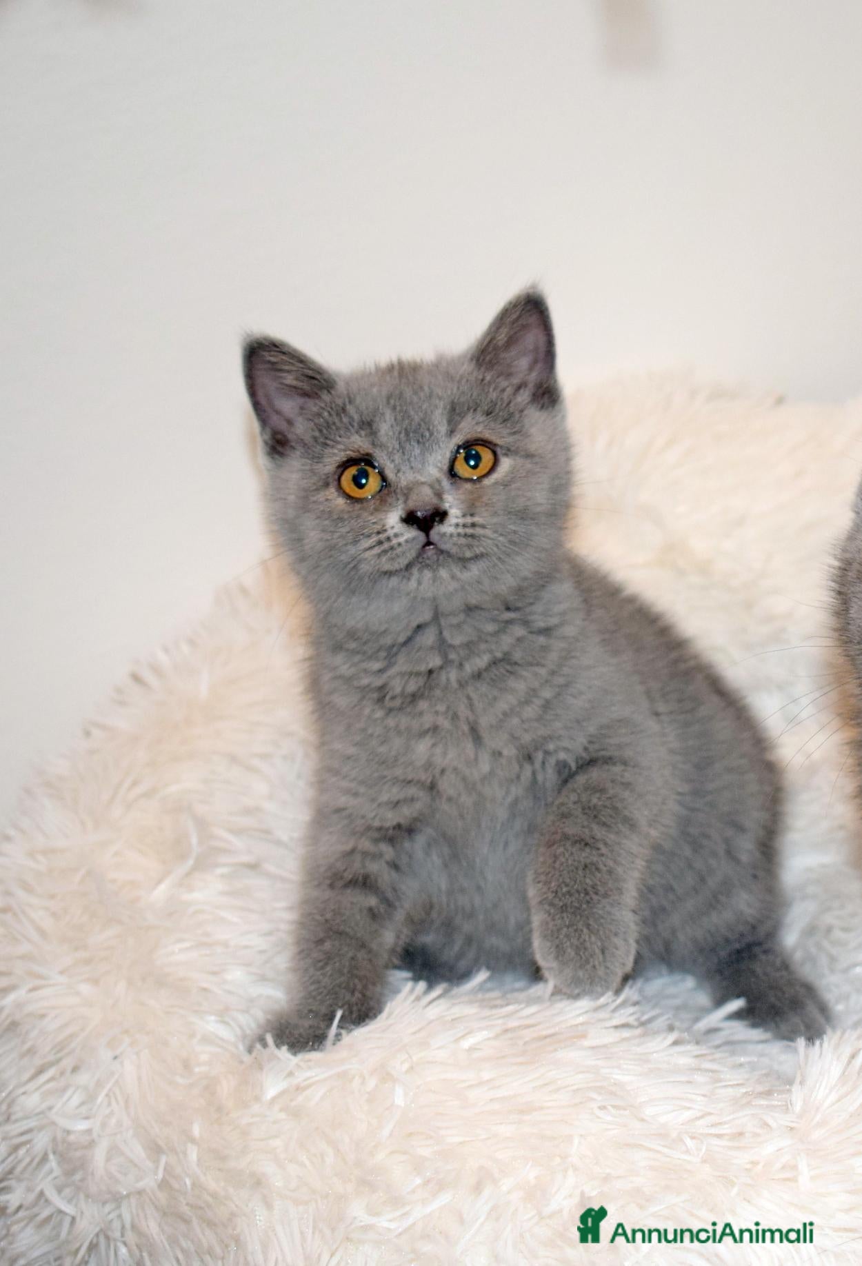 British gatti BRITISH Shorthair BLU - Annuncio 2
