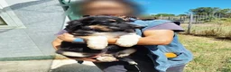 Meticcio cani in regalo: Afrodite spettacolare cucciola in adozione  - Annuncio 2
