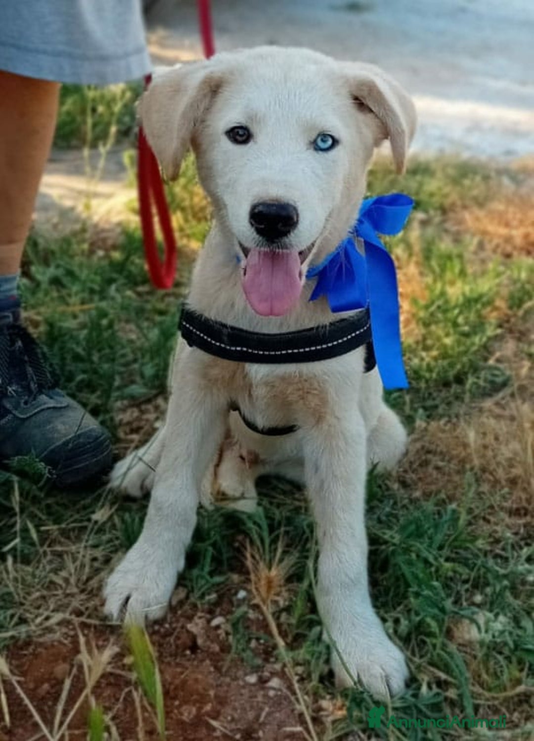 Husky cani in regalo: LYN, 4 MESI a Provincia di Bergamo - Immagine 2