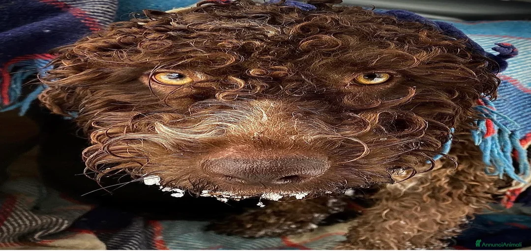 Immagine della galleria {{count}}