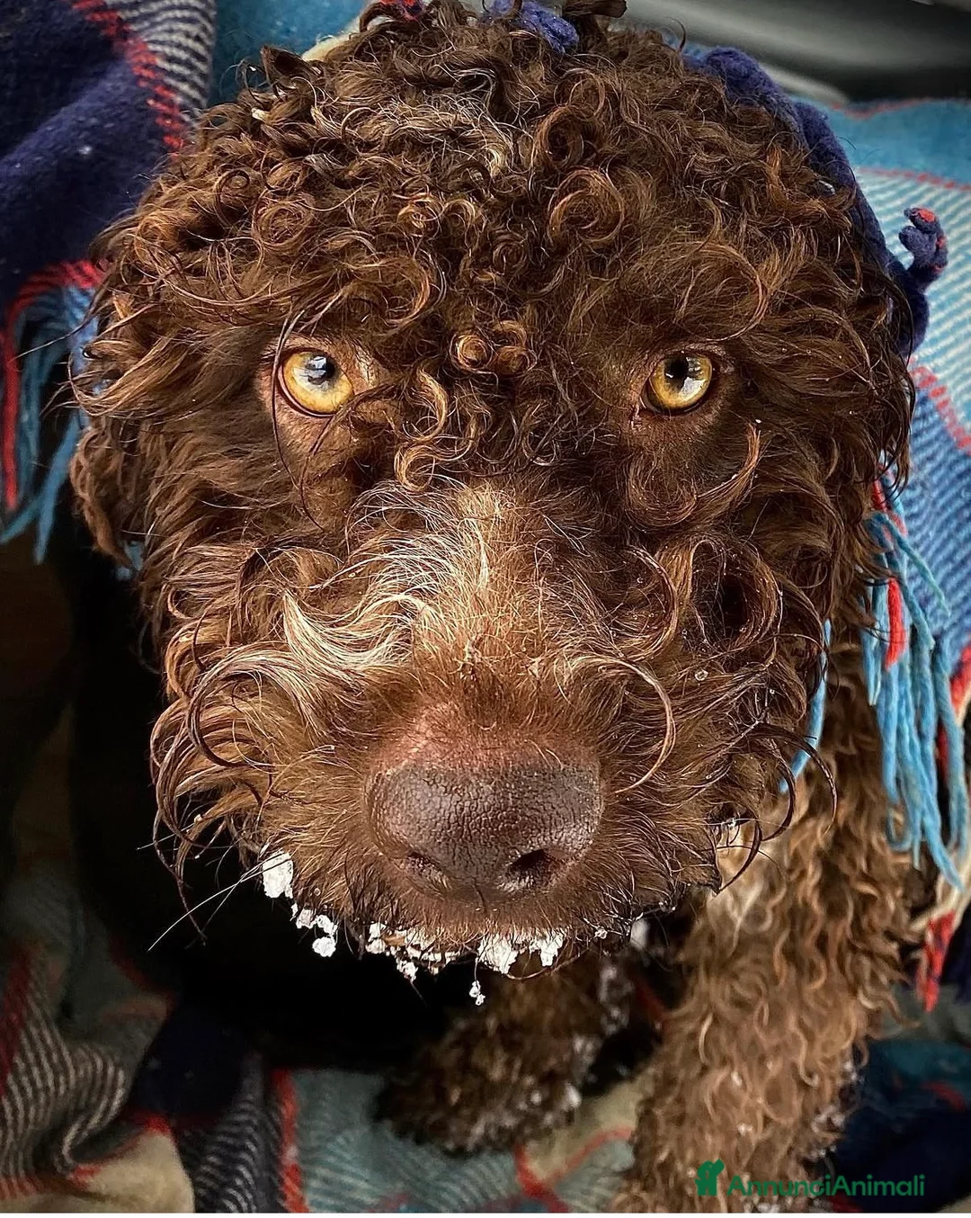 Immagine della galleria {{count}}