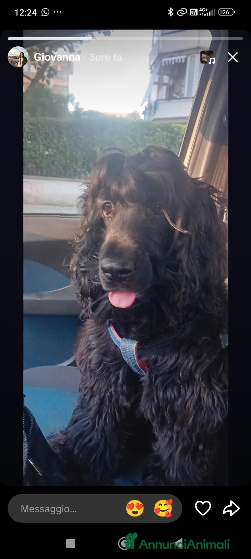 Cocker cani Crocker spaniel Nero  - Annuncio 1