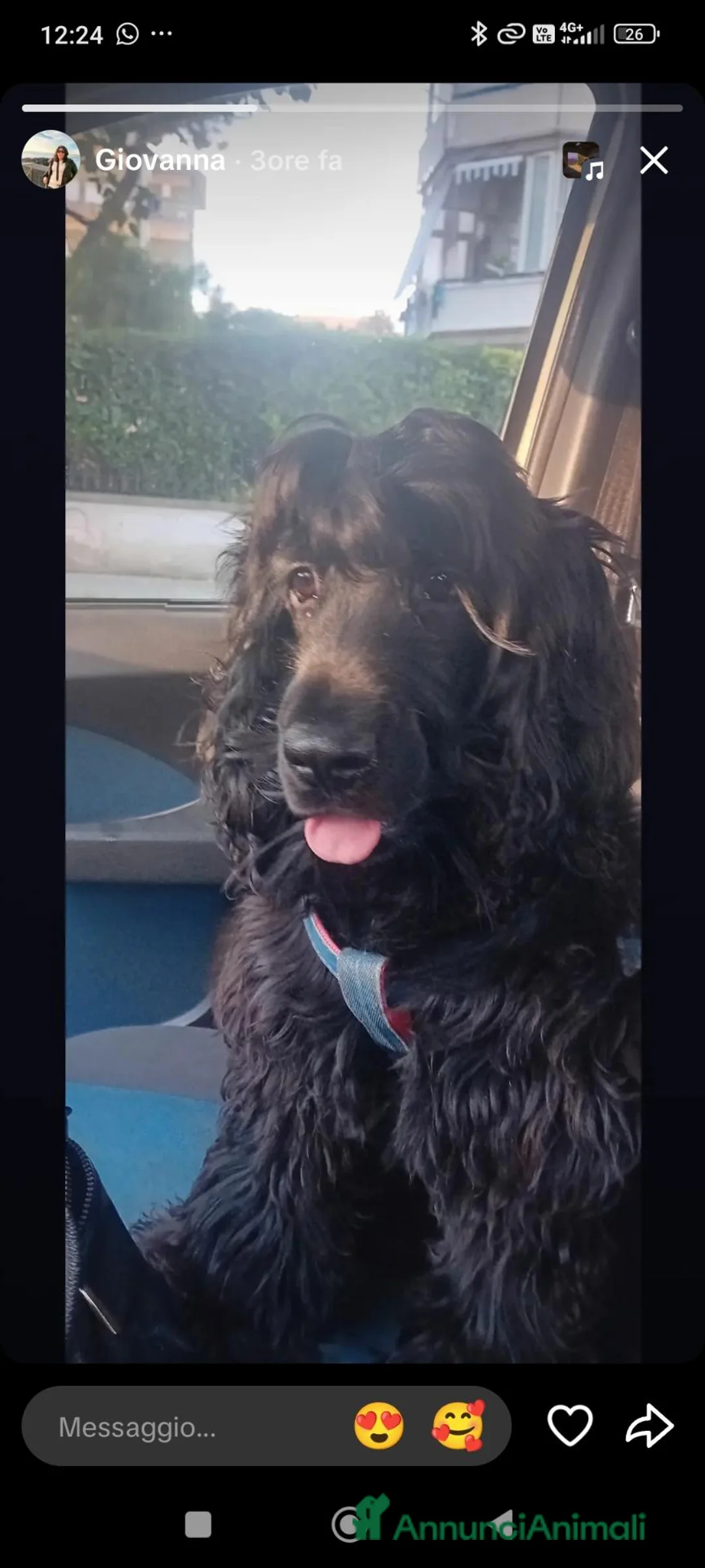 Cocker cani in vendita: Crocker spaniel Nero  a Città Metropolitana di Napoli - Annuncio 1