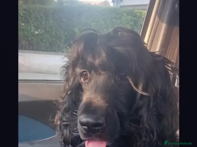 Cocker cani in vendita: Crocker spaniel Nero - Annuncio 1
