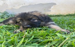 Pastore Tedesco cani in vendita: Cuccioli di pastore tedesco a Provincia di Brindisi - Immagine 8