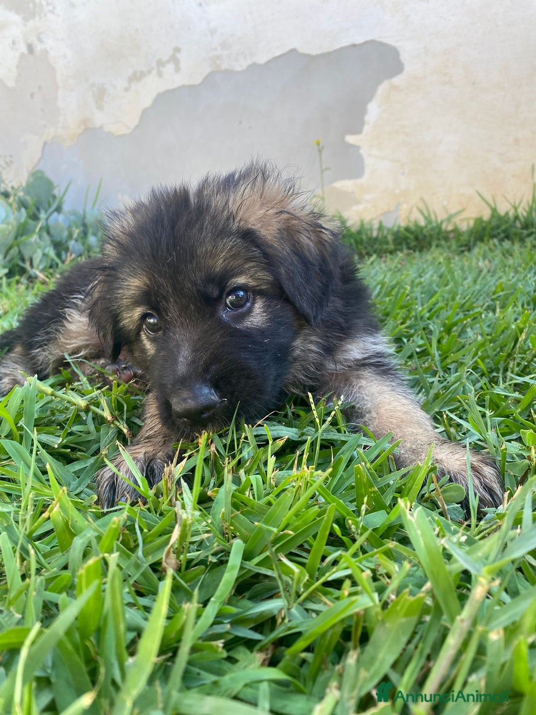 Pastore Tedesco cani in vendita: Cuccioli di pastore tedesco a Provincia di Brindisi - Immagine 8