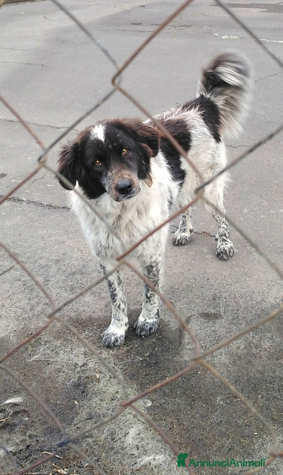 Meticcio cani in regalo: Cagnoline in Adozione  - Annuncio 5