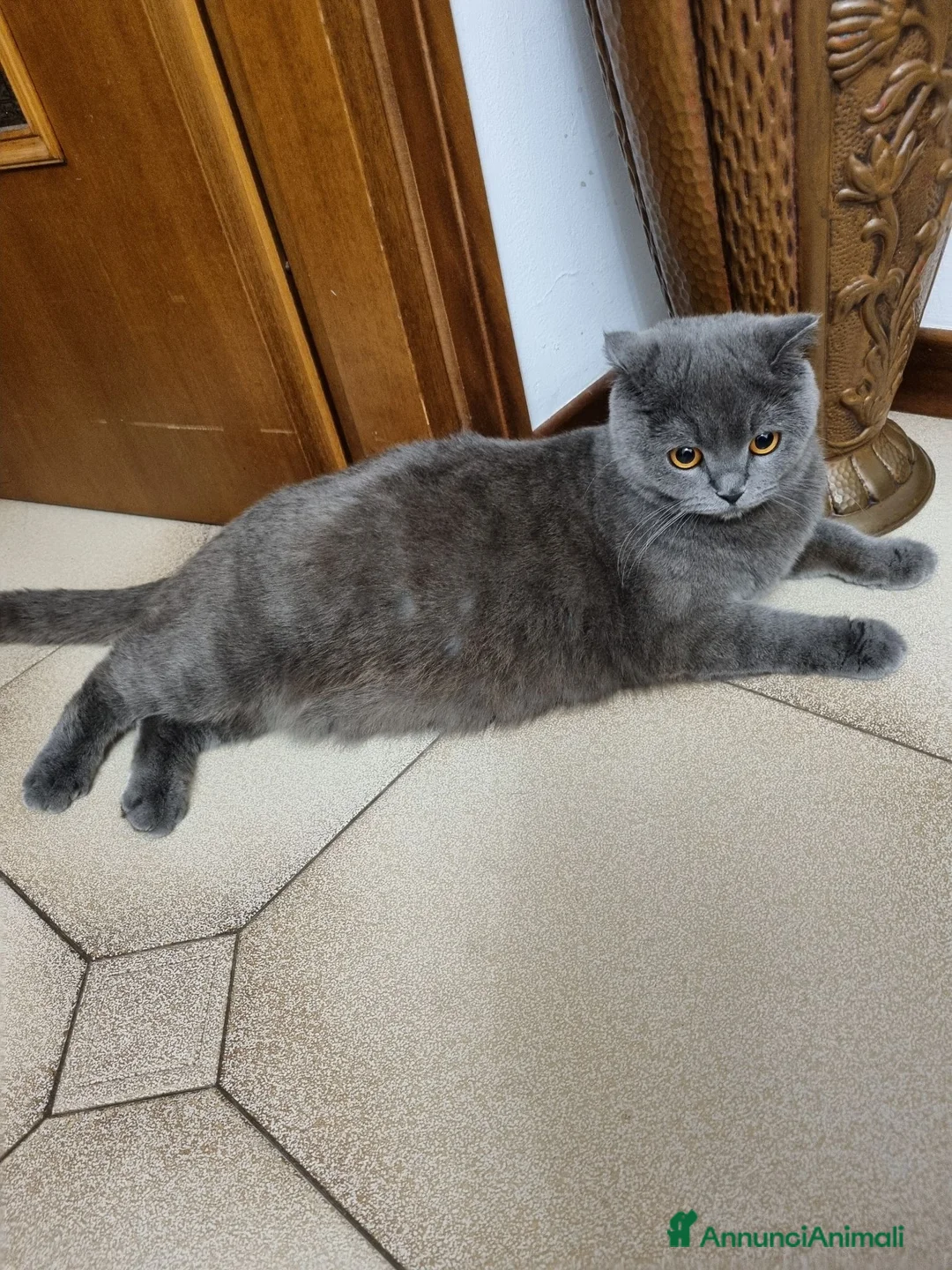 British gatti in vendita: British shorthair  - Annuncio 20