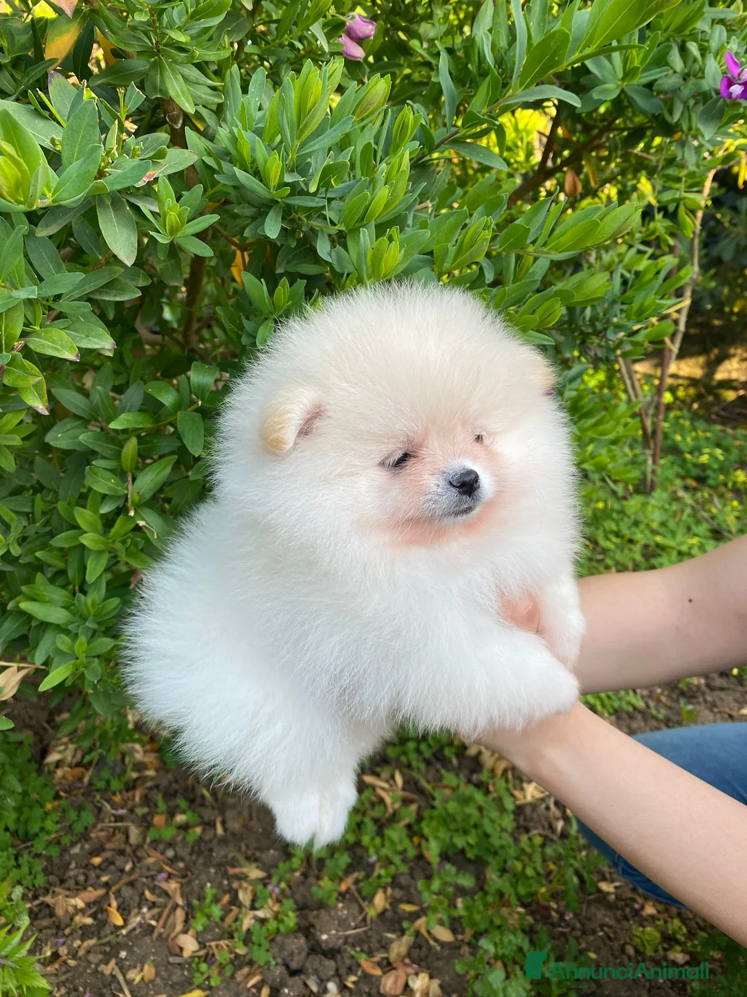 Volpino Pomerania cani in vendita: Cucciolo Spitz di Pomerania  a Città metropolitana di Milano - Annuncio 1
