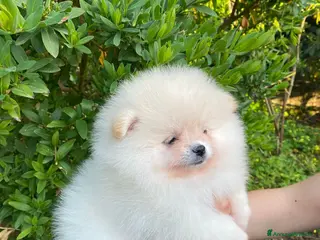 Volpino Pomerania cani Cucciolo Spitz di Pomerania - Annuncio 20