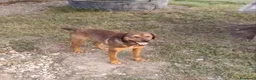 Meticcio cani in regalo: Jordan: cucciolotto taglia contenuta socievole  - Annuncio 3