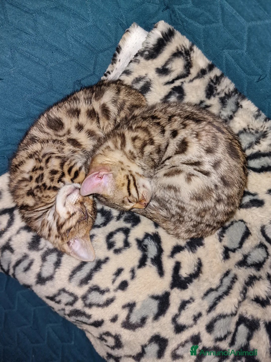 Bengala gatti in vendita: Gatto bengala  - Annuncio 2