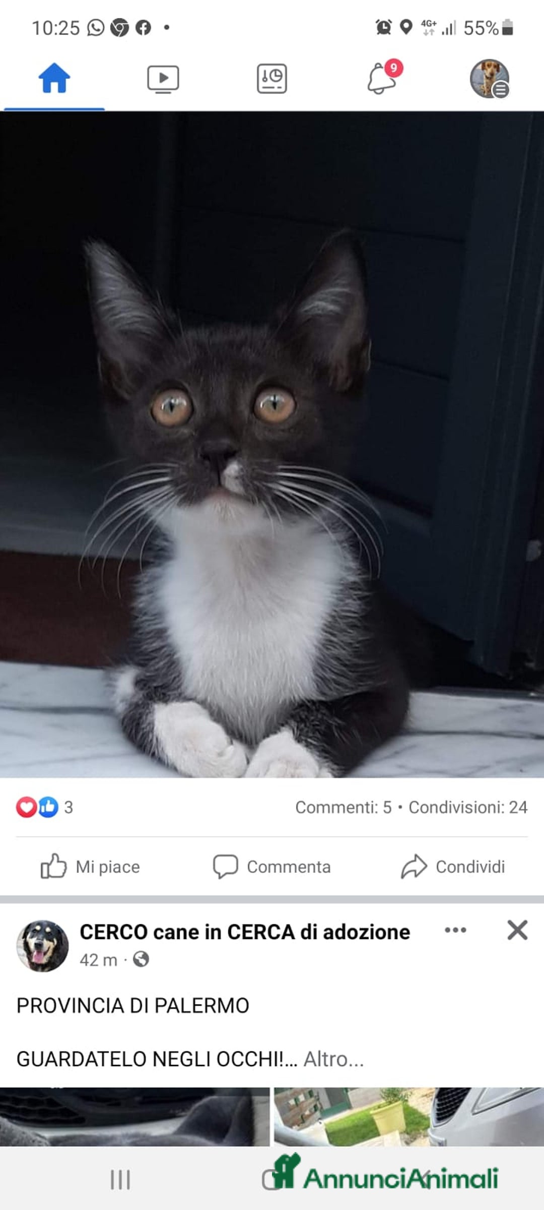 Europeo gatti in regalo: Micina bianca nera 5/6mesi SOS VOGHERA PV - Annuncio 3