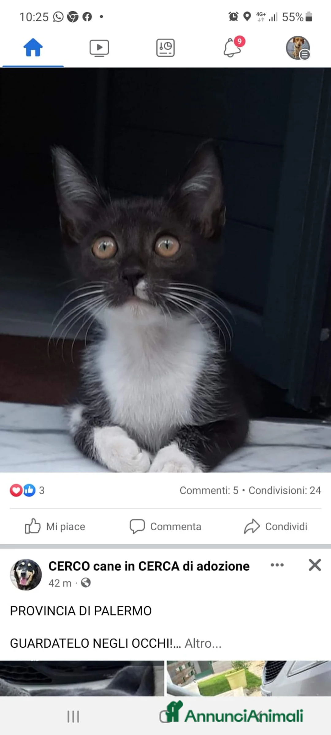 Europeo gatti in regalo: Micina bianca nera 5/6mesi SOS VOGHERA PV - Annuncio 3