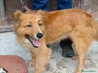 Meticcio cani Stefi: 2 anni taglia contenuta - Annuncio 1