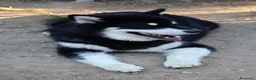 Alaskan Malamute cani per accoppiamento: Alaskan malamute a Provincia di Livorno - Annuncio 12
