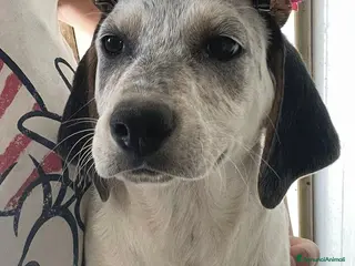 Meticcio cani SPLENDIDE CUCCIOLOTTE - Annuncio 28