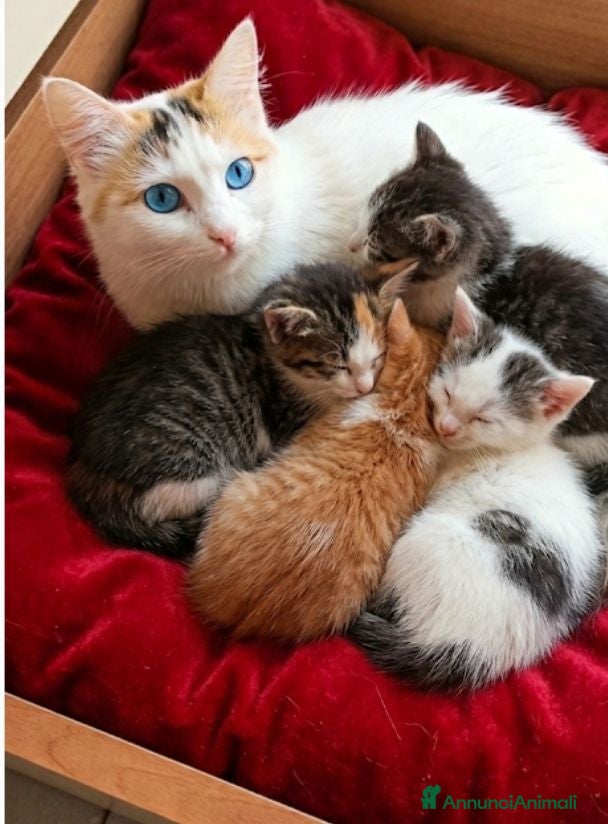 Altre razze gatti Calicò van - Annuncio 1