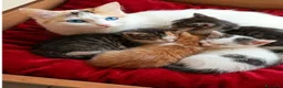 Altre razze gatti in vendita: Calicò van - Annuncio 1