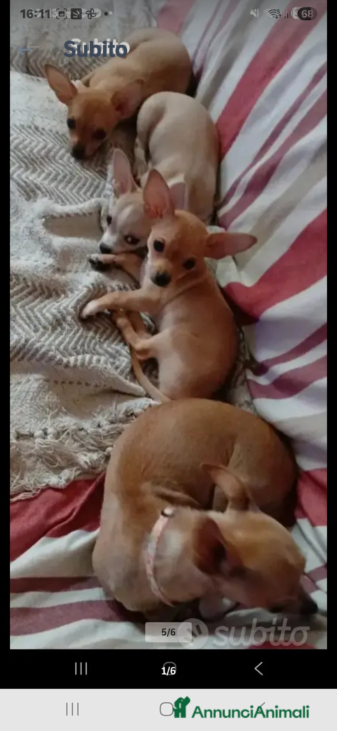 Chihuahua cani in vendita: Cuccioli chihuahua - Annuncio 39