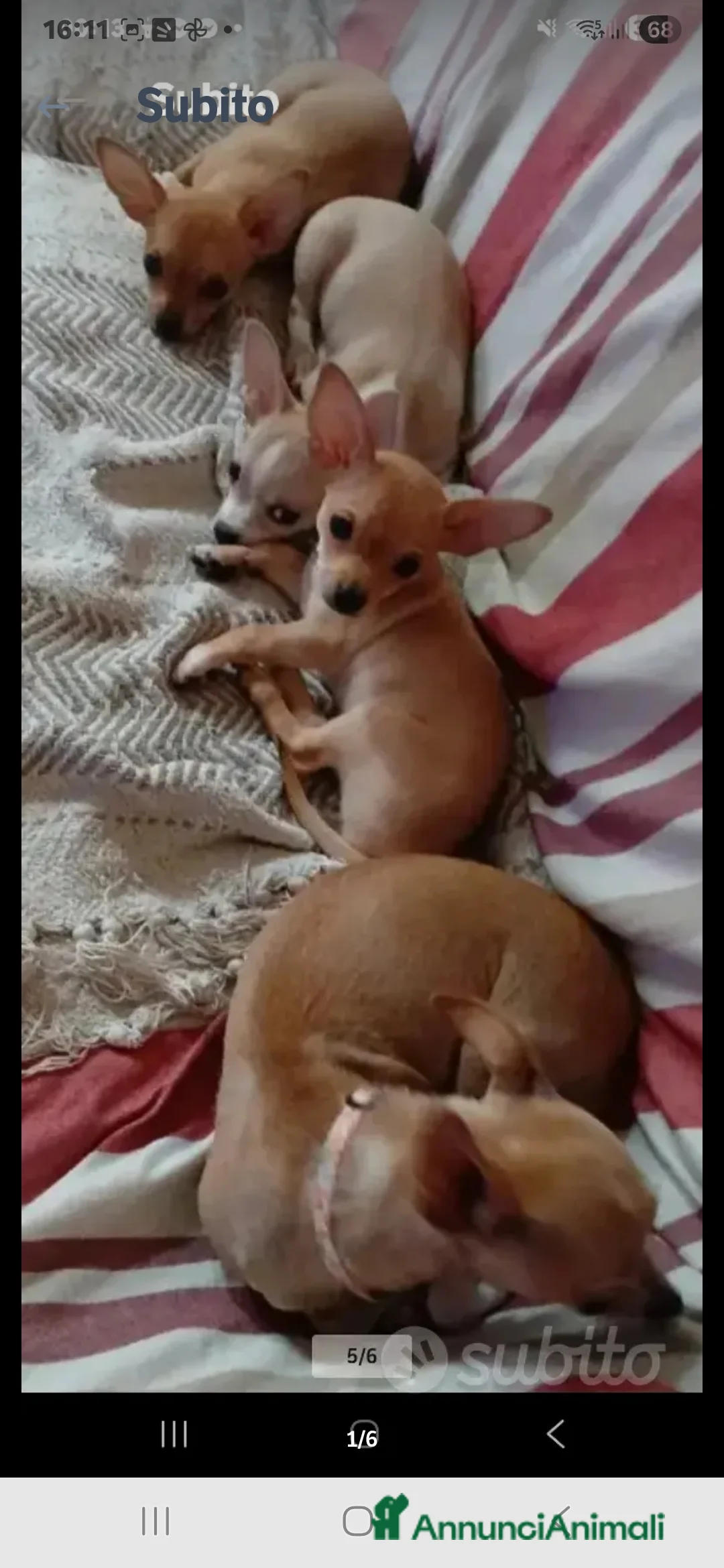 Chihuahua cani in vendita: Cuccioli chihuahua - Annuncio 39