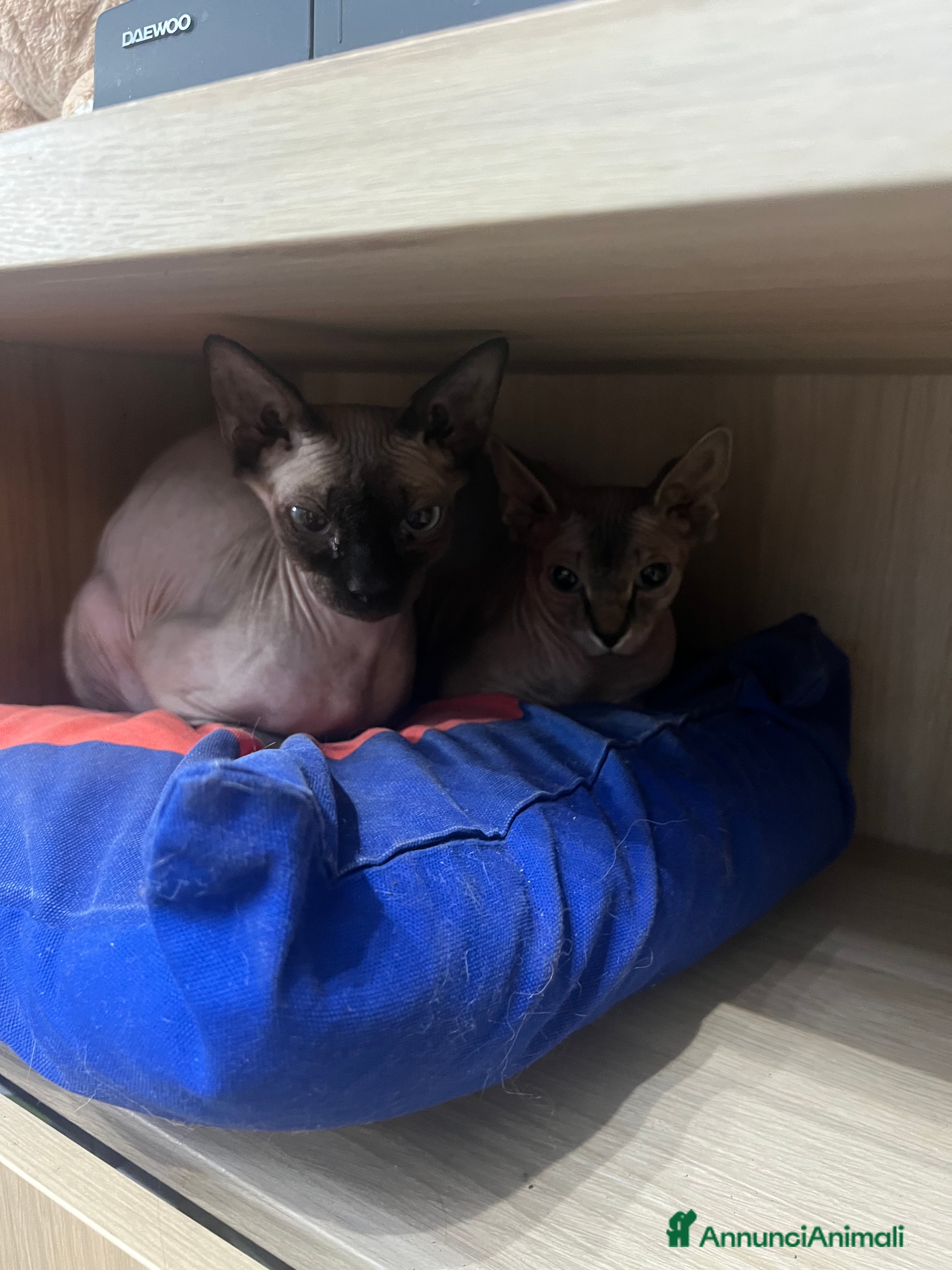 Sphynx gatti in vendita: Gattina sphynx a Città Metropolitana di Genova - Annuncio 2