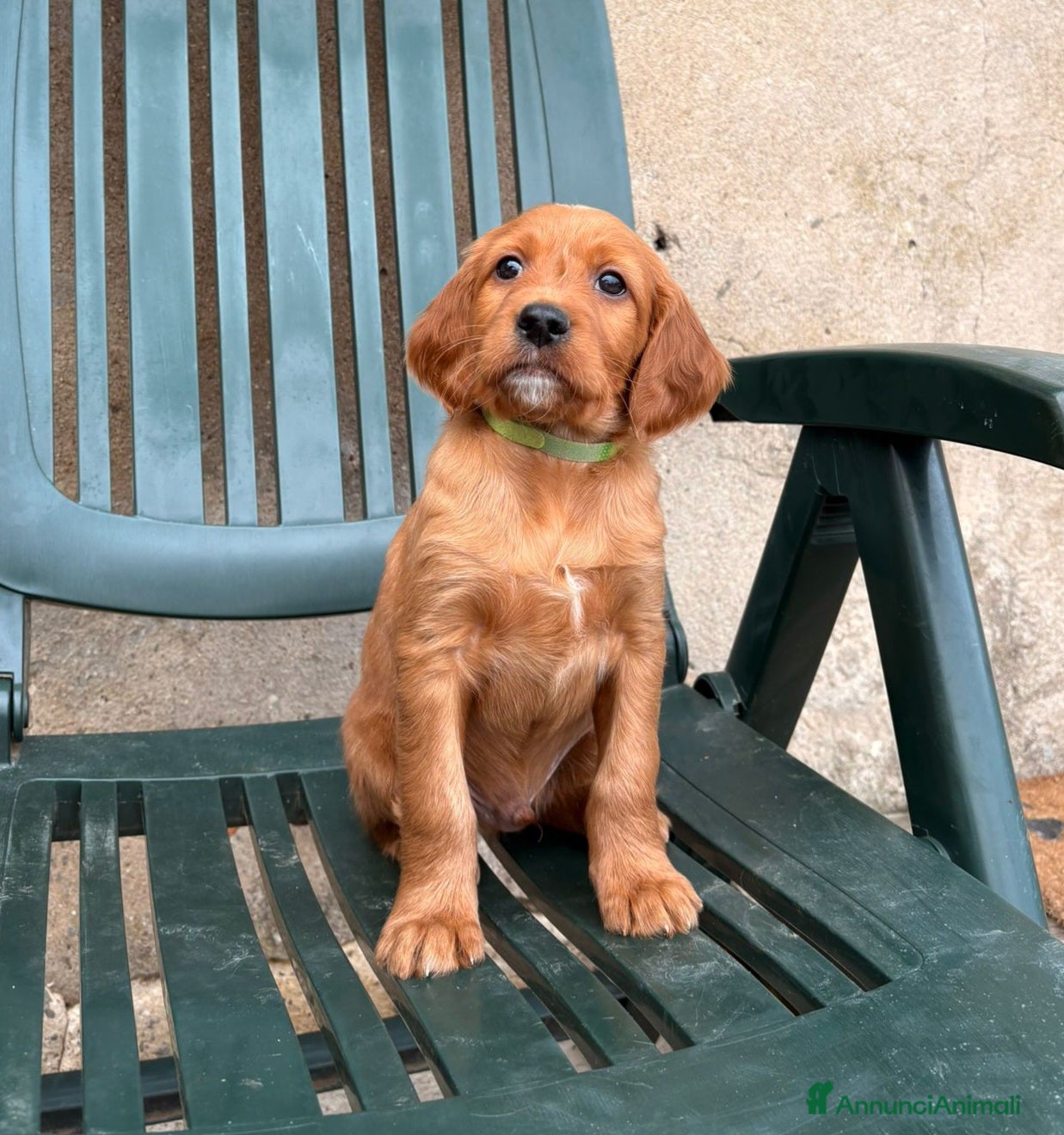 Setter Irlandese cani Cuccioli di Setter Irlandesi - Annuncio 2