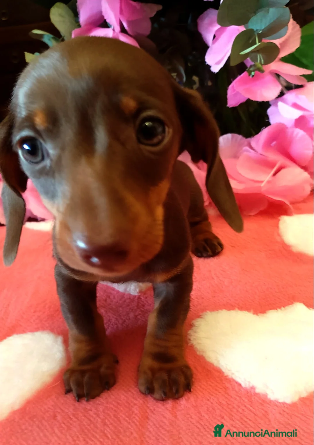 Bassotto cani in vendita: Cucciola bassotto tedesco con Pedigree - Annuncio 4